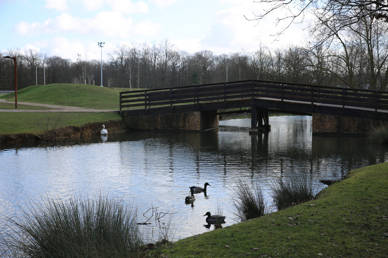 Bridge above  a river in a park, with ducks and an swan