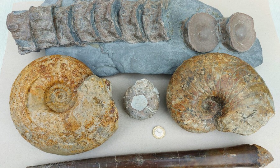 verschiedene Fossilien z.B. versteinerte Schnecken
