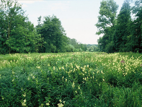 Hochstaudenflur im Naturdenkmal 'Kanalwiesen', Blühaspekt von Mädesüß und Blutweiderich (Filipendula ulmaria, Lythrum salicaria)