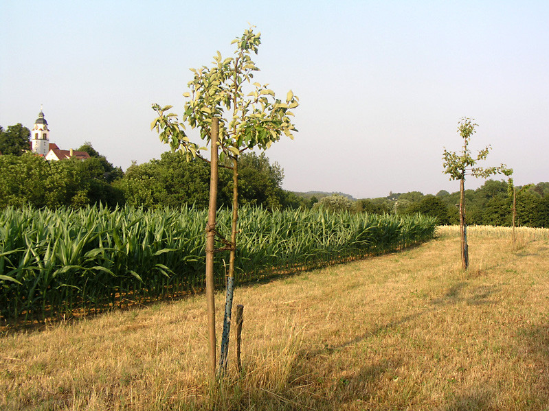 Das Nachpflanzen von hochstämmigen Obstbäumen trägt zu Erhalt und Verjüngung der Streuobstwiesen bei.