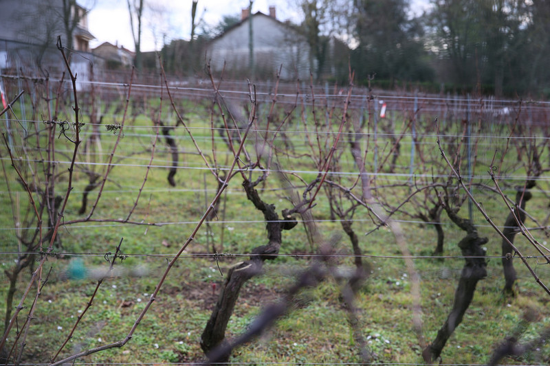 Grape vines on a field near a town
