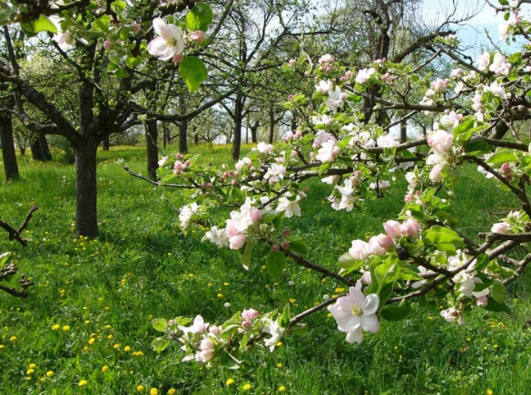 Bild Apfelbaum