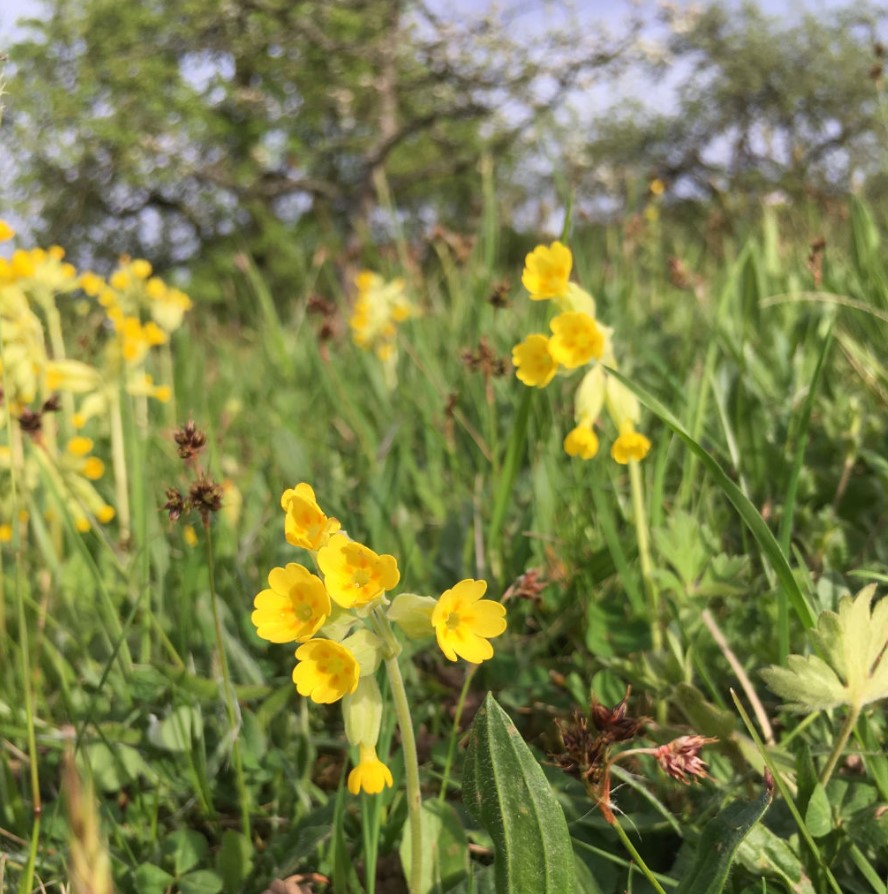 Foto Arznei-Schlüsselblume