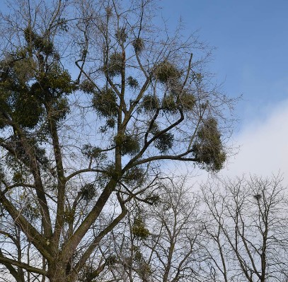 Foto Mistelzweig