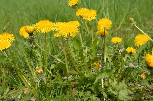 Foto Gewöhnlicher Löwenzahn