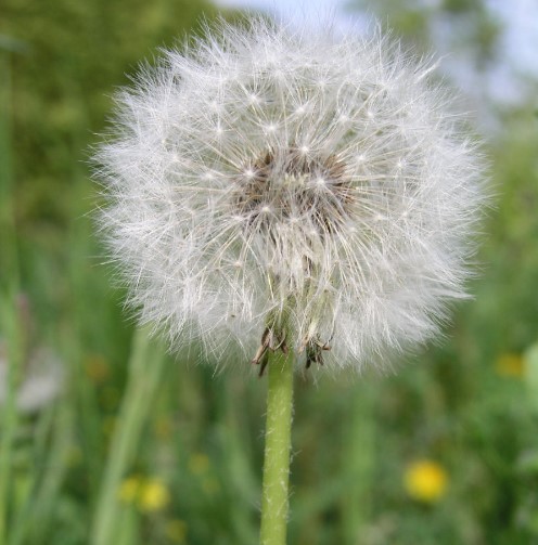 Bild Löwenzahn
