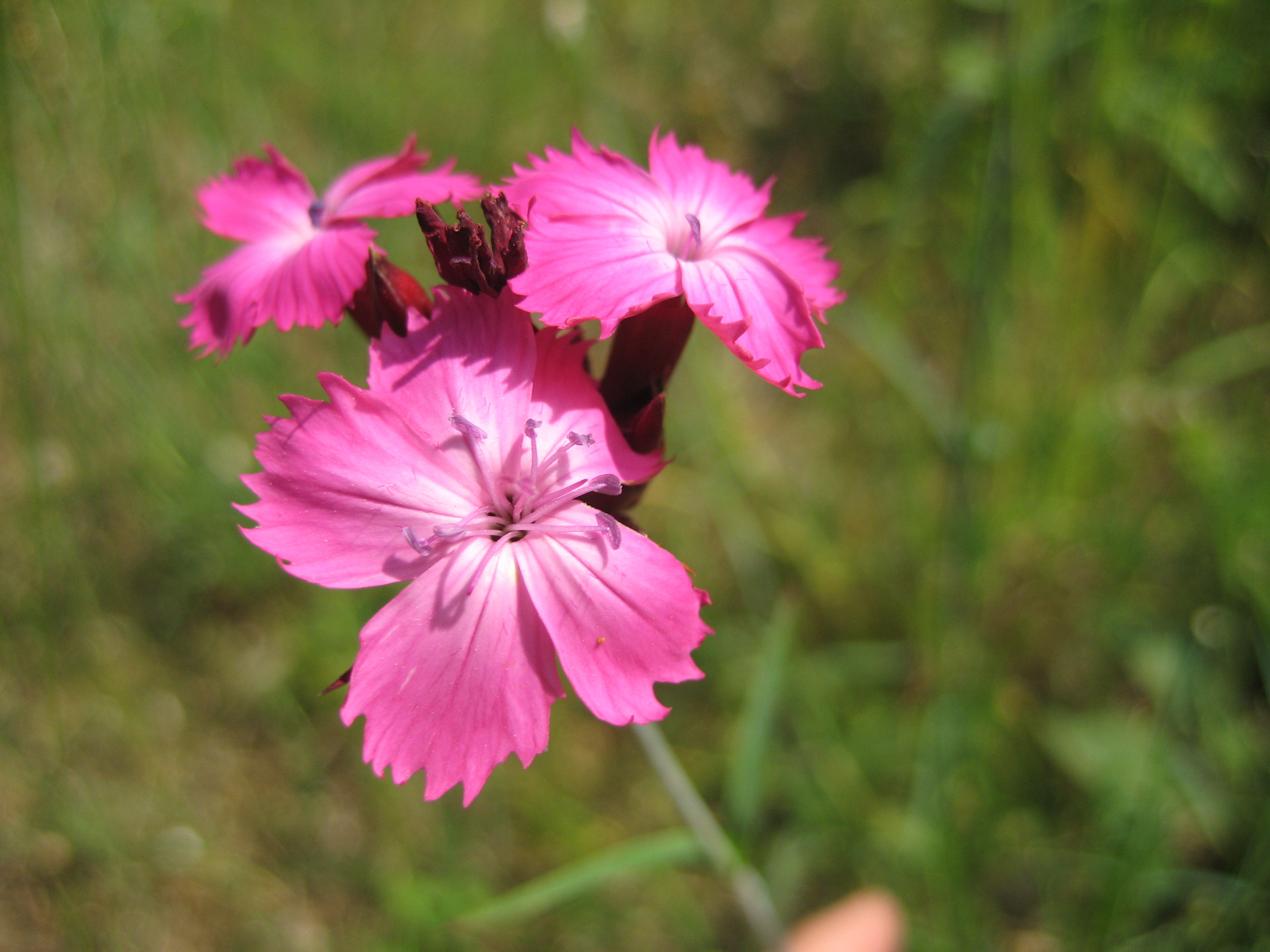  QR_14_ND_Pflanzen_Dianthus_carth_2008-05-30_ND_Hirschberg_EG22.JPG