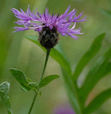 Foto Wiesen-Flockenblume