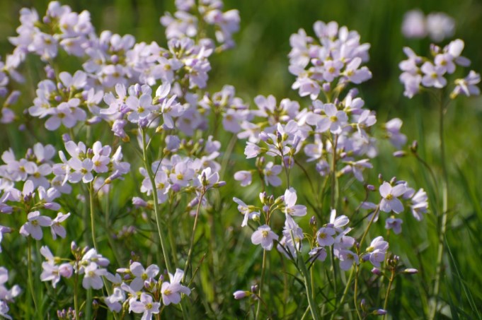 Foto Wiesen-Schaumkraut